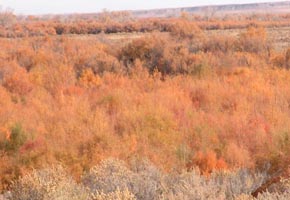 Life in the desert in the fall