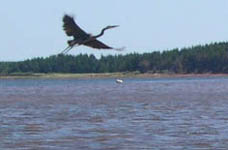 Heron