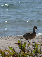 Duch on a sandy beach