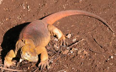 iguana