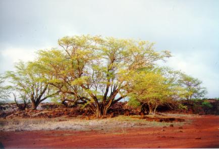 tree in fort