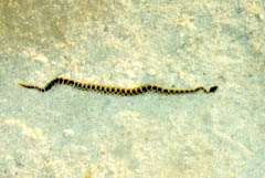snake