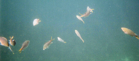 School of yellow fish surrounding us