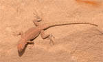 Lizzard